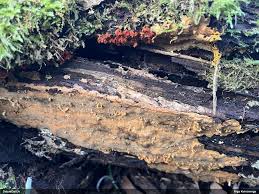 Attēlu rezultāti vaicājumam “Fuligo licentii”