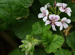 Attēlu rezultāti vaicājumam “Geraniaceae”