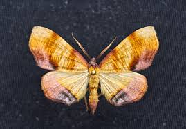 Attēlu rezultāti vaicājumam “Plagodis dolabraria”