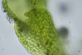 Attēlu rezultāti vaicājumam “Cladopodiella francisci”