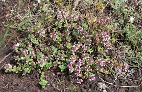Attēlu rezultāti vaicājumam “Bayeriola thymicola”
