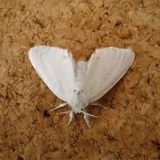 Attēlu rezultāti vaicājumam “Euproctis similis”