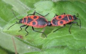 Attēlu rezultāti vaicājumam “Pyrrhocoris apterus imago”