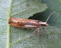 Attēlu rezultāti vaicājumam “Ypsolopha parenthesella”