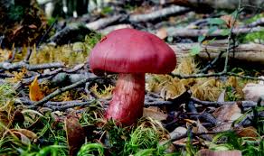 Attēlu rezultāti vaicājumam “Cortinarius sanguineus”
