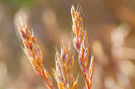 Attēlu rezultāti vaicājumam “Festuca arenaria”