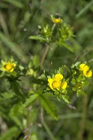 Attēlu rezultāti vaicājumam “Potentilla norvegica flower”