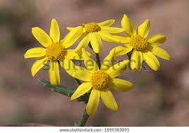 Attēlu rezultāti vaicājumam “Senecio vernalis flower”