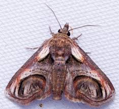 Attēlu rezultāti vaicājumam “Diachea muscorum macro”