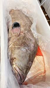 Image result for Hyporthodus niveatus