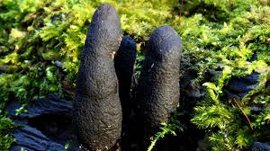 Attēlu rezultāti vaicājumam “Xylaria polymorpha”