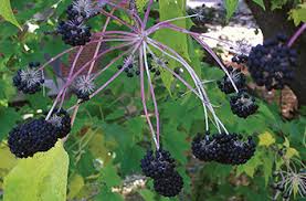 Attēlu rezultāti vaicājumam “Kalopanax septemlobus fruit”