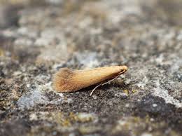 Attēlu rezultāti vaicājumam “Tischeria ekebladella”