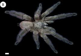 Attēlu rezultāti vaicājumam “Polypogon tentacularius male”