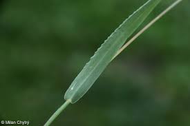 Attēlu rezultāti vaicājumam “Setaria viridis leaf”
