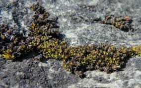 Attēlu rezultāti vaicājumam “Schistidium dupretii”