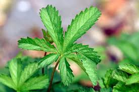 Attēlu rezultāti vaicājumam “Potentilla reptans leaf”