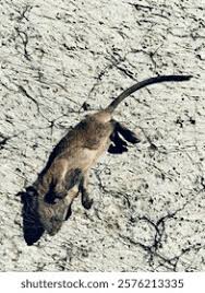 Attēlu rezultāti vaicājumam “Sorex sp.”