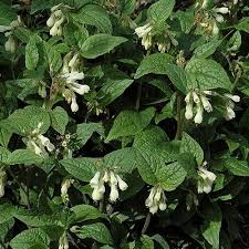 Attēlu rezultāti vaicājumam “Symphytum grandiflorum”