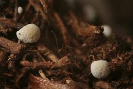 Attēlu rezultāti vaicājumam “Didymium annulisporum”