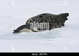 Image result for Cystophora cristata