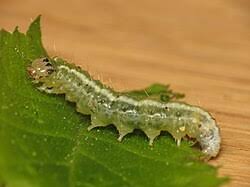 Attēlu rezultāti vaicājumam “Udea prunalis”