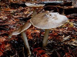 Image result for Melanoleuca rasilis var. pseudoluscina