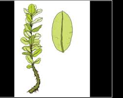 Attēlu rezultāti vaicājumam “Pseudobryum cinclidioides”