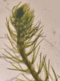 Attēlu rezultāti vaicājumam “Blepharostoma trichophyllum”