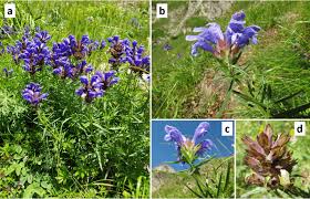 Attēlu rezultāti vaicājumam “Dracocephalum ruyschiana”