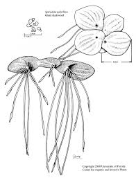 Attēlu rezultāti vaicājumam “Spirodela polyrhiza”