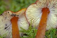 Attēlu rezultāti vaicājumam “Hygrocybe acutoconica”