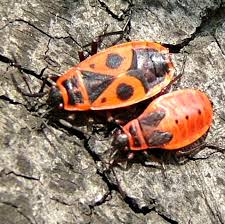 Attēlu rezultāti vaicājumam “Pyrrhocoris apterus nymph”