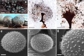 Attēlu rezultāti vaicājumam “Lamproderma pseudomaculatum”