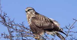 Attēlu rezultāti vaicājumam “Buteo lagopus adult”