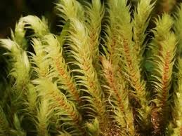 Attēlu rezultāti vaicājumam “Philonotis calcarea”