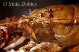 Attēlu rezultāti vaicājumam “Astacus astacus”