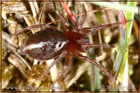 Attēlu rezultāti vaicājumam “Agelenidae”