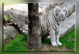 Afbeeldingsresultaat voor tijgers