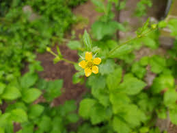 Attēlu rezultāti vaicājumam “Geum urbanum flower”