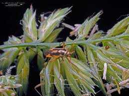 Attēlu rezultāti vaicājumam “Stenotus binotatus male”