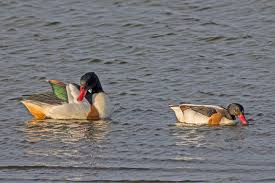 Attēlu rezultāti vaicājumam “Tadorna tadorna male”