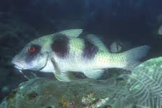 Image result for Parupeneus trifasciatus