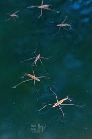 Attēlu rezultāti vaicājumam “Aquarius najas”