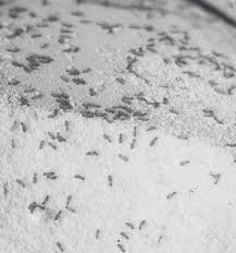 Attēlu rezultāti vaicājumam “Psocoptera”