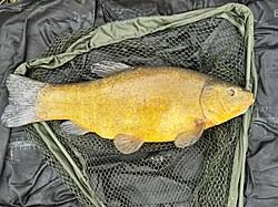 Image result for Tinca tinca