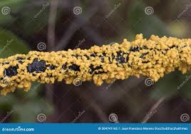 Attēlu rezultāti vaicājumam “Leocarpus fragilis young”