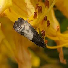 Attēlu rezultāti vaicājumam “Notocelia cynosbatella”