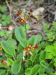 Attēlu rezultāti vaicājumam “Primula veris var. rubra”