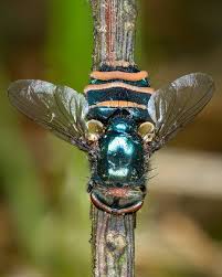 Attēlu rezultāti vaicājumam “Entomophthora”